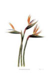 Birds of Paradise