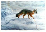 Swift Fox