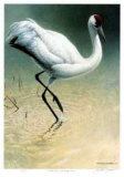 Flood Plane - Whooping Crane