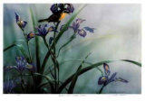 Quietude - Yellow Throated Warbler