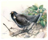 Blue Grouse