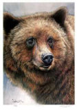 Grizzly Bear