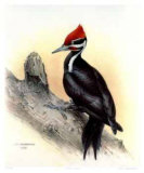 Pileated Woodpecker
