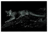 Mountain Lion