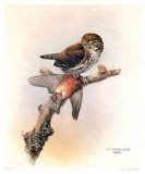 Pygmy Owl
