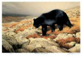 Black Bear in the Chickchocs