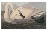 Trumpeter Swan
