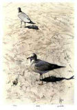 Gulls