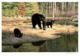 Black Bear Family