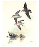 Western Sandpiper