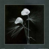 Calla Lilies