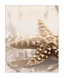 Seashore Starfish