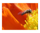 Bee Knee-deep in Poppy Pollen