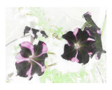 Petunias