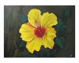 Hibiscus