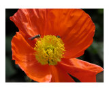 Bees and Orange Poppy