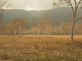 View of gum trees in Australian outback