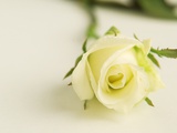 White rose
