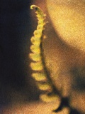 New Fern