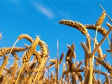 Cornfield