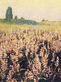 Wild Lupines