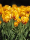 yellow tulipsfield in Keukenhof