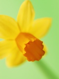Yellow daffodil