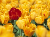 Yellow tulips