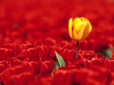 Red tulips