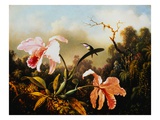 Orchids and Hummingbirds