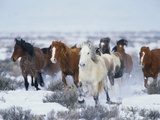 Wild Horses in Snow