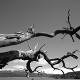 Dead Branches with Lake and Mountains