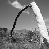 Fallen Branch of a Dead Tree