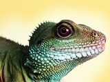 Green Water Dragon