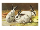 German Postcard Depicting Three Rabbits