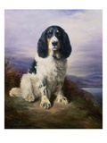 Royal  a Tri-Colour Working Springer Spaniel