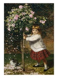 Rose Trees
