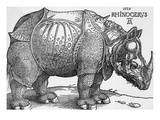 Rhinoceros