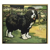 Illustration of an Old English Sheepdog by Edwin Noble