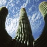 Saguaro Cactus