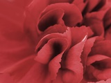 carnation detail