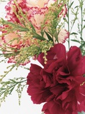 Blooming Carnations