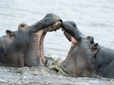Hippopotamuses Fighting
