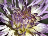 Chrysanthemum in Bloom