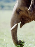 Hungry Elephant