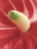Stamen of a Flamingo Lily