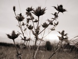 Thistle