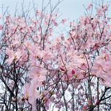 Detail of a cherry tree
