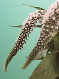 Speedwell Plant