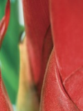 Guzmania Detail